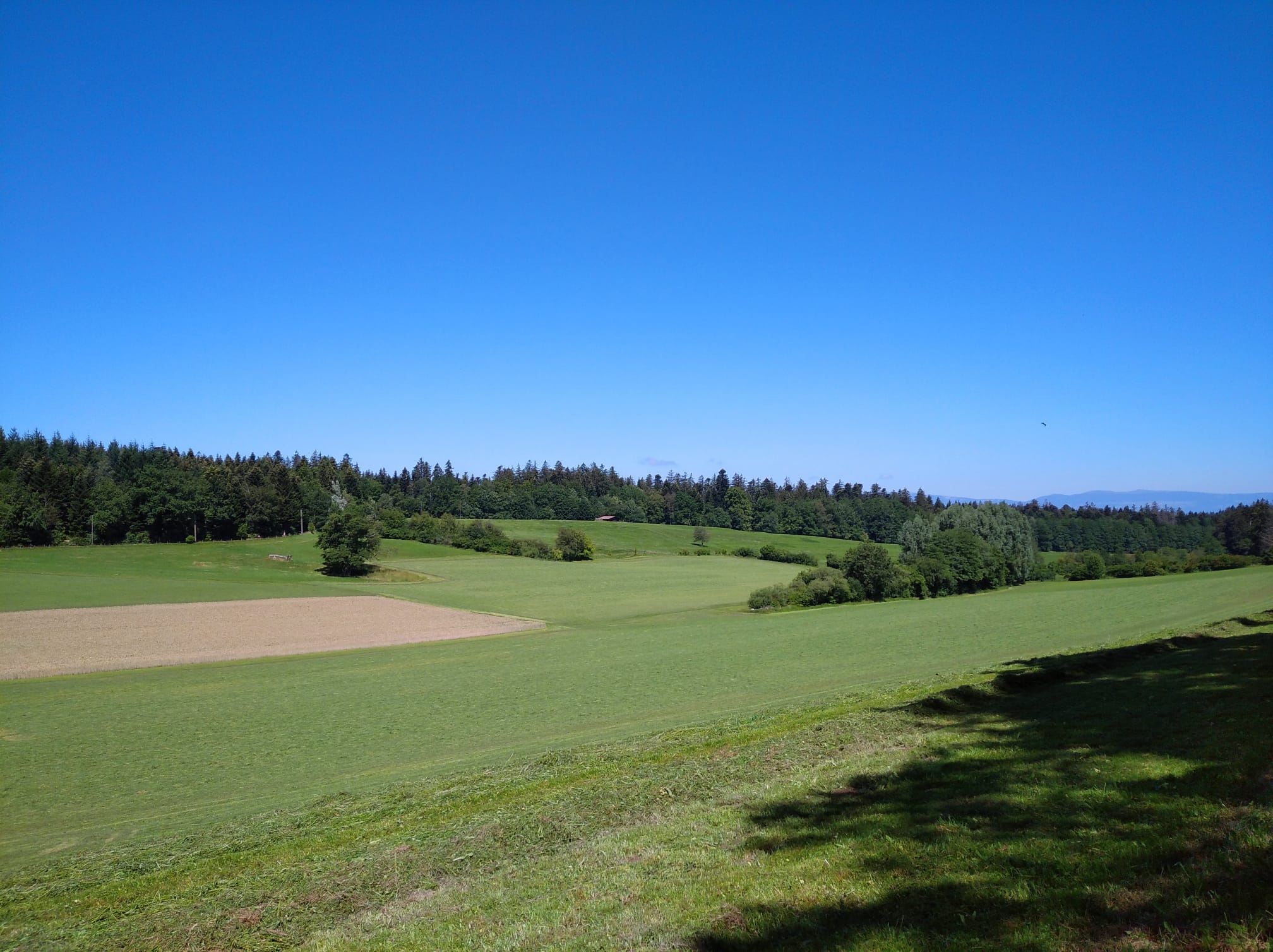 Au cœur de la forêt